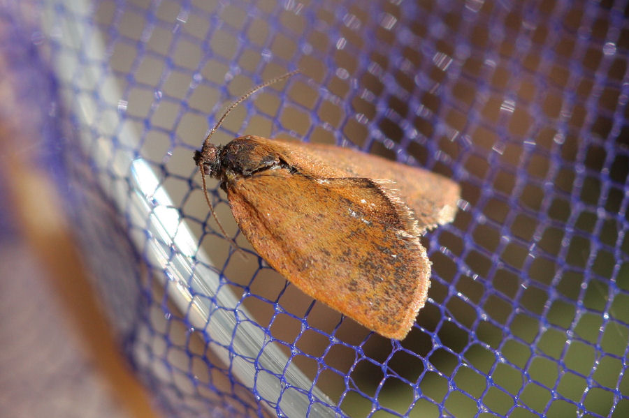 Nozze sulla menta del terrazzo: Cacoecimorpha pronubana